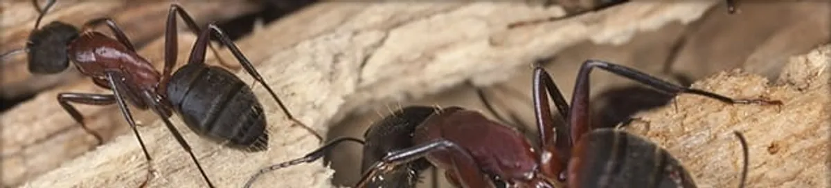 Close-up of ants on wood showing an active ant infestation in Tucson, AZ