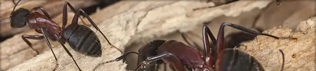 Close-up of ants on wood showing an active ant infestation in Tucson, AZ