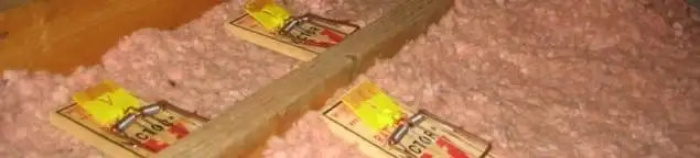 Mouse traps placed in an attic for rodent control in Tucson, AZ