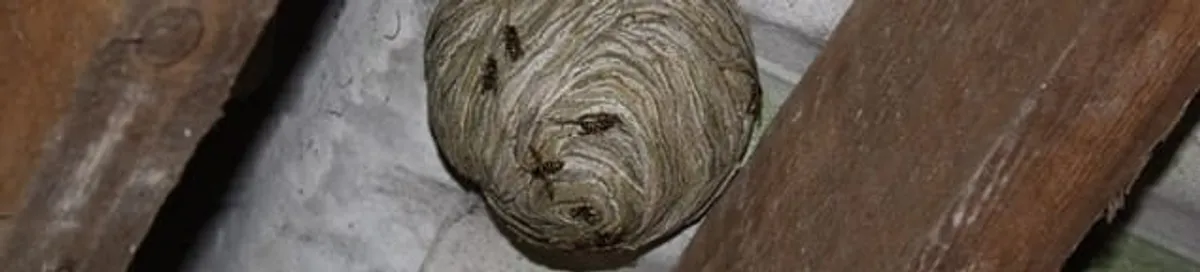 Wasp nest in an attic space, a common home infestation risk in Tucson, AZ