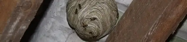 Wasp nest in an attic space, a common home infestation risk in Tucson, AZ