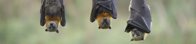 Bats roosting together, a common sign of a bat infestation in Tucson, AZ