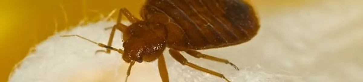 Close-up of a bed bug, a sign of an active infestation in Tucson, AZ