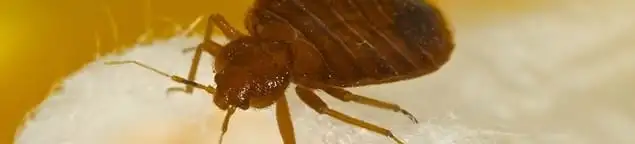 Close-up of a bed bug, a sign of an active infestation in Tucson, AZ
