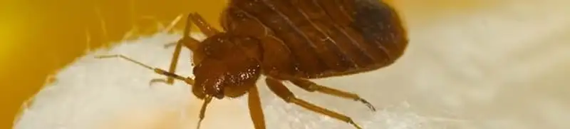 Close-up of a bed bug, a sign of an active infestation in Tucson, AZ