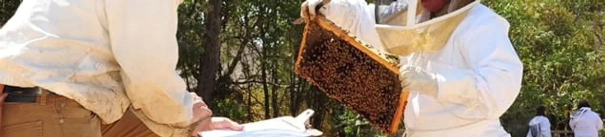 Bee removal specialists relocating a hive and honeycomb safely in Tucson, AZ