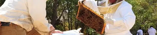 Bee removal specialists relocating a hive and honeycomb safely in Tucson, AZ