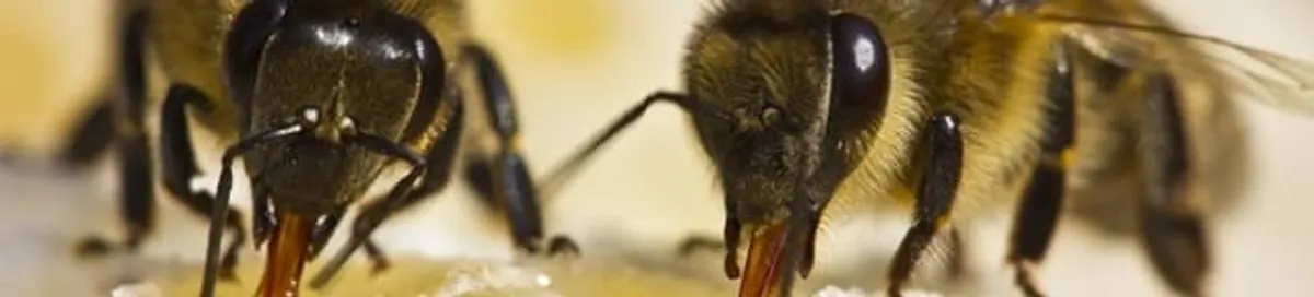 Close-up of honey bees, a sign of a nearby hive in Tucson, AZ