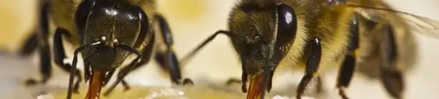 Close-up of honey bees, a sign of a nearby hive in Tucson, AZ