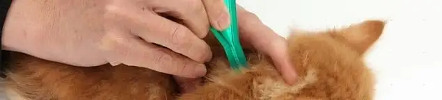 Flea treatment for pets using a flea comb, a sign of flea problems in Tucson, AZ