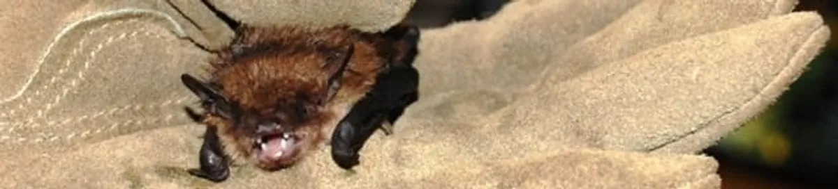 Bat removal specialist holding a bat safely during humane exclusion in Tucson, AZ