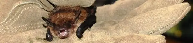 Bat removal specialist holding a bat safely during humane exclusion in Tucson, AZ