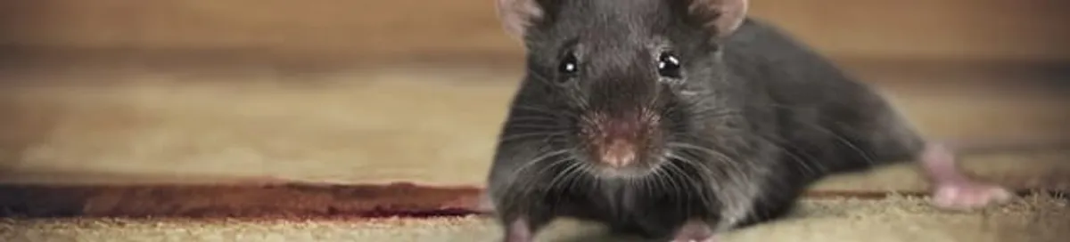 Mouse indoors, a common sign of a rodent infestation in Tucson, AZ