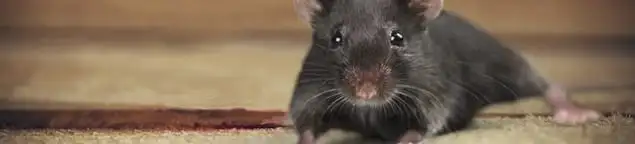 Mouse indoors, a common sign of a rodent infestation in Tucson, AZ