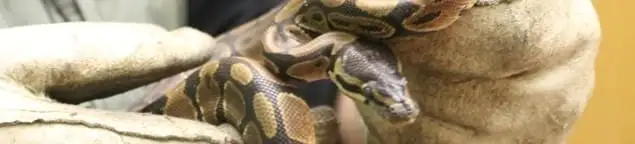 Snake removal specialist safely handling a snake with protective gloves in Tucson, AZ