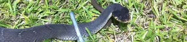 Snake in a yard, a common sign of a snake problem near a home in Tucson, AZ