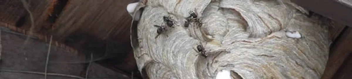 Close-up of a wasp nest with active wasps, a sign of an infestation in Tucson, AZ