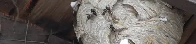 Close-up of a wasp nest with active wasps, a sign of an infestation in Tucson, AZ